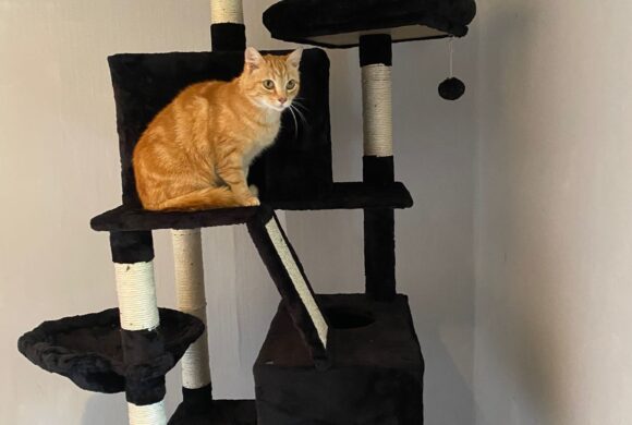 Nieuw vanaf 2026: kleinschalig pension met 2 luxesuites voor katten.