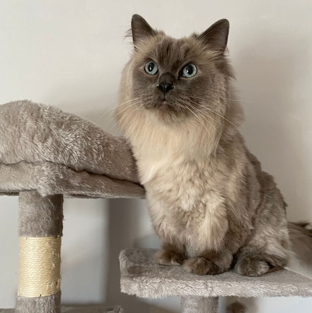 comfortabel kattenhotel Viane