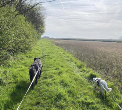 wandelen hondenpension Viane Promenade pendant la pension pour chiens Viane