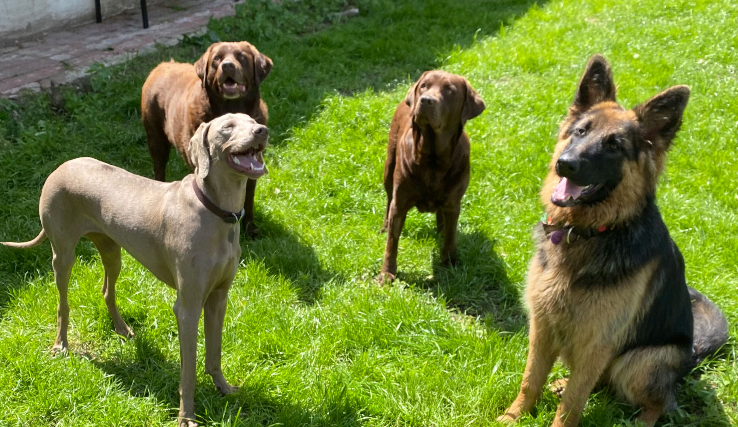 training met hond tijdens verblijf pension