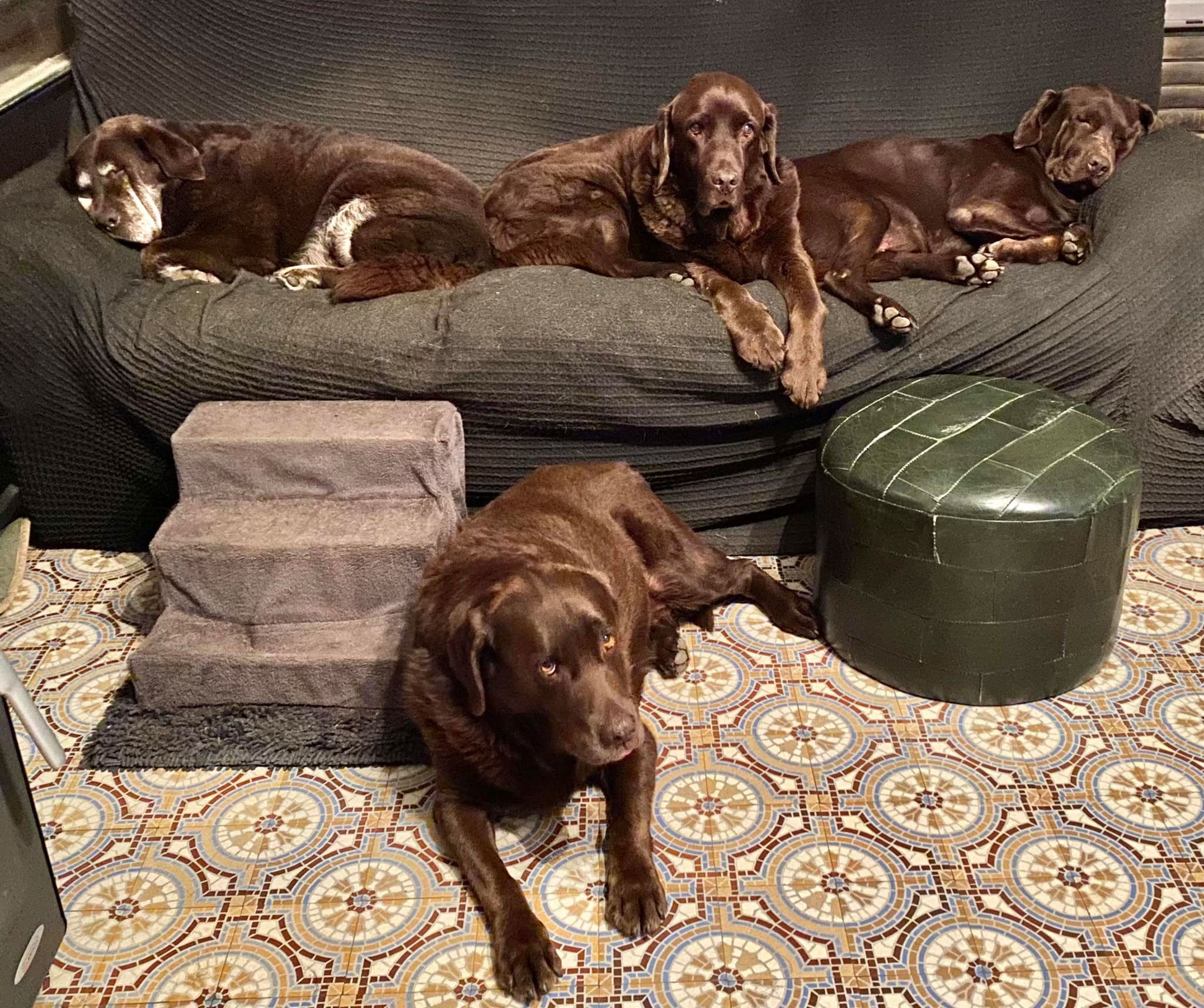 huiselijk hondenpension Viane